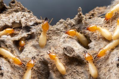 TERMITE CONTROL AND PREVENTION SERVICE