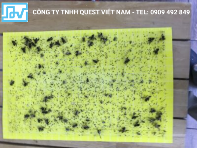 Tấm keo dính côn trùng 46 x 30 cm (màu vàng)