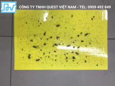 Tấm keo dính côn trùng 46 x 30 cm (màu vàng)